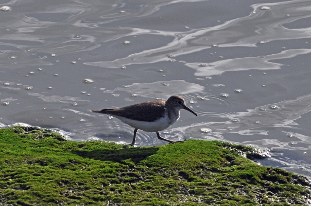 portugal, the algarve, vilamou-27.jpg - COMMON SANDPIPER - PORTUGAL